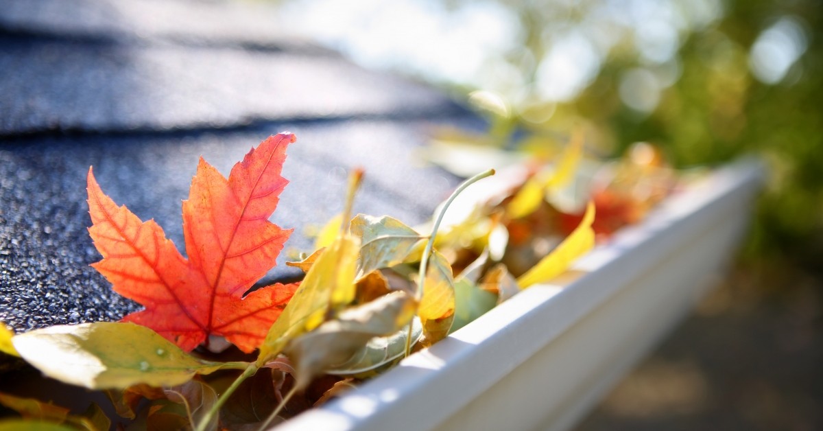 Close up of autumn-colored leaves in along the gutter of a residential roof