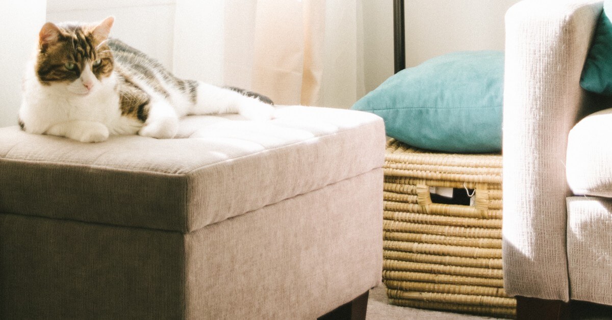 Close up of cat lounging on a beige ottoman in living room