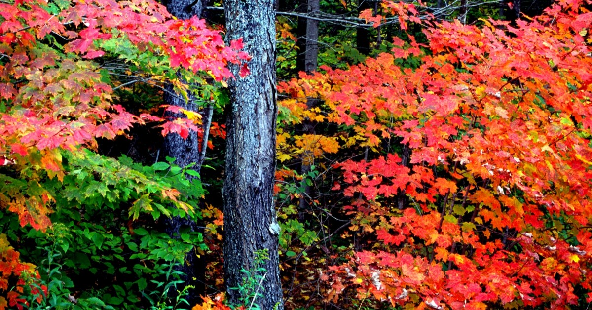 Colorful, leafy trees during fall