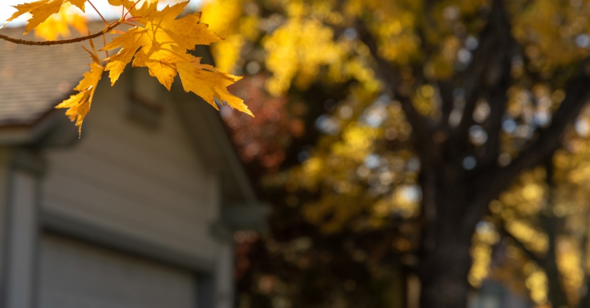 Closeup of a yellow leaf with house in background during autumn