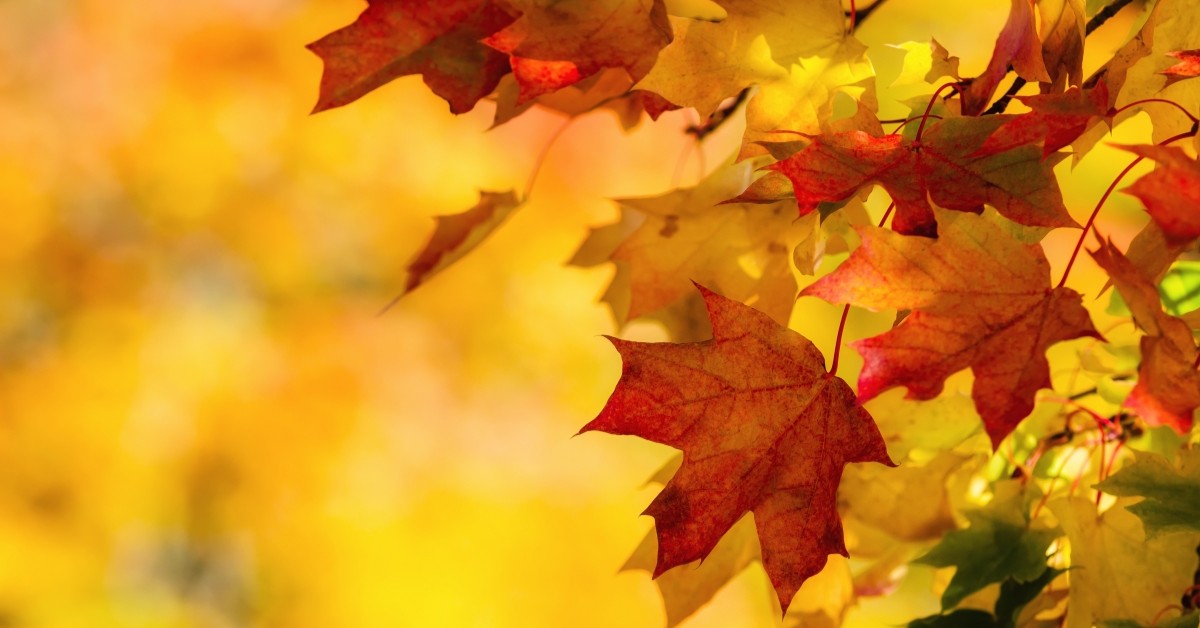 Closeup of red and yellow leaves in fall weather